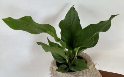 Antúrio Amazônico ‘Plowmanii’ (Anthurium plowmanii)