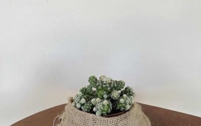 Cacto Dedal (Mammillaria gracilis “Fragilis”)