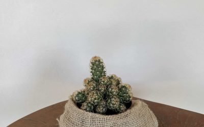 Cacto Dedo de Dama (Mammillaria elongata)