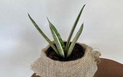 Espada de São Jorge ‘Bantel’s Sensation’