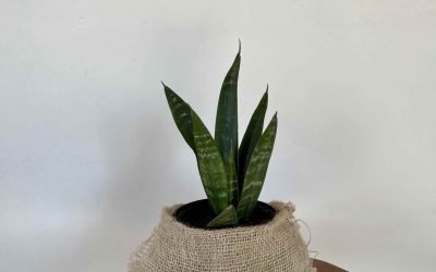 Espada de São Jorge Black Coral (Sansevieria trifasciata ‘Black Coral’)