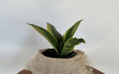 Espada de São Jorge Golden Flame (Sansevieria trifasciata ‘Golden Flame’)