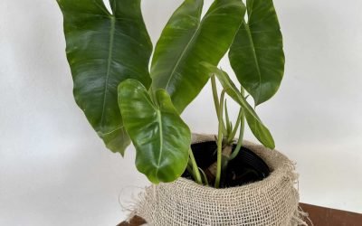 Filodendro Burle Marx (Philodendron burlemarx sp)