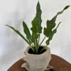 Filodendro Pinnatifidum