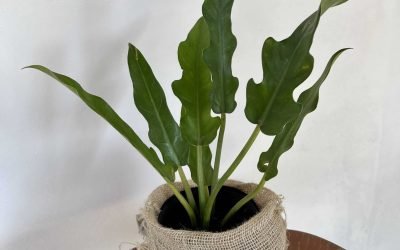 Filodendro Pinnatifidum (Philodendron pinnatifidum)