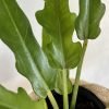 Filodendro Pinnatifidum - Imagem 2