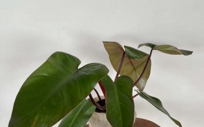 Filodendro Red Emerald (Philodendron erubesces)