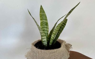 Espada de São Jorge (Sansevieira trifasciata spp)