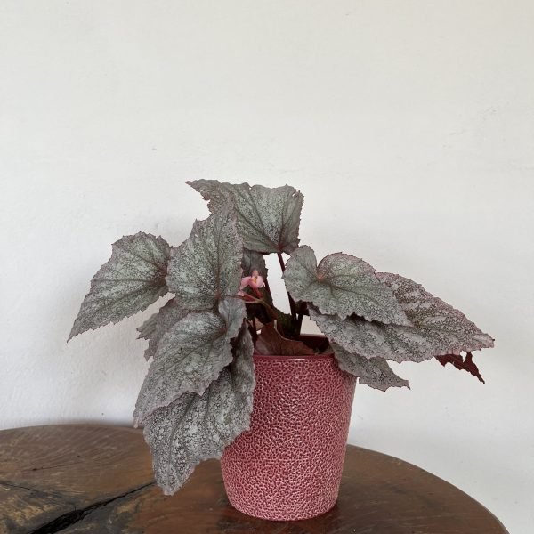 Vaso rosa