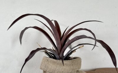 Ananas Camillo (Ananas ‘Camillo’)