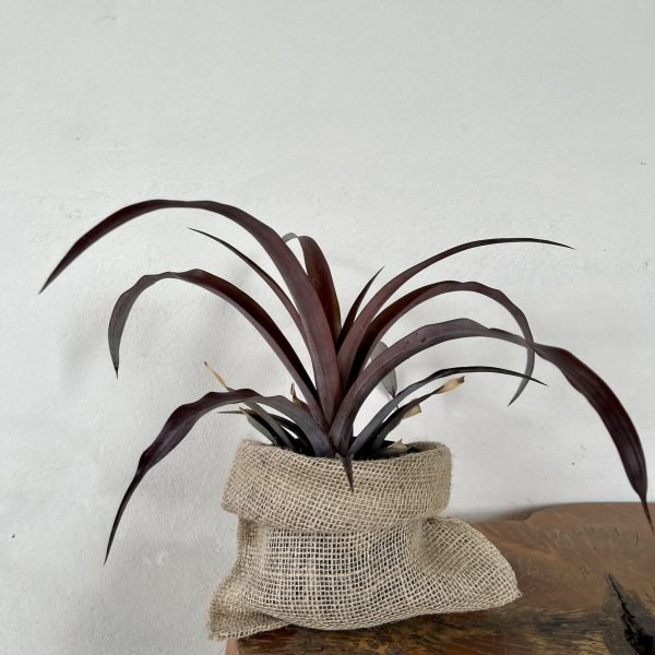 Ananas 'Camillo'