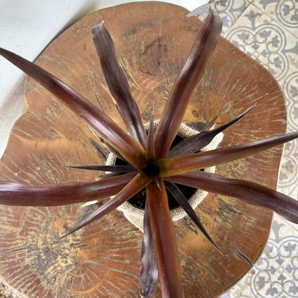 Ananas 'Camillo' - Imagem 2