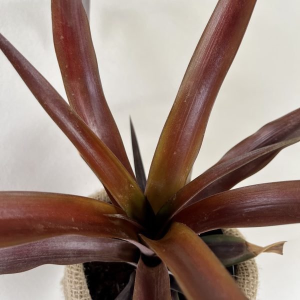 Ananas 'Camillo' - Imagem 3