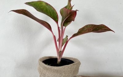 Aglaonema Creta (Aglaonema creta)
