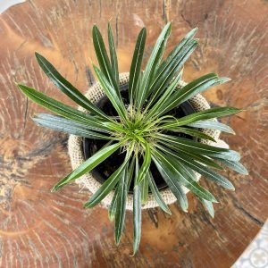 Plantas de Deserto