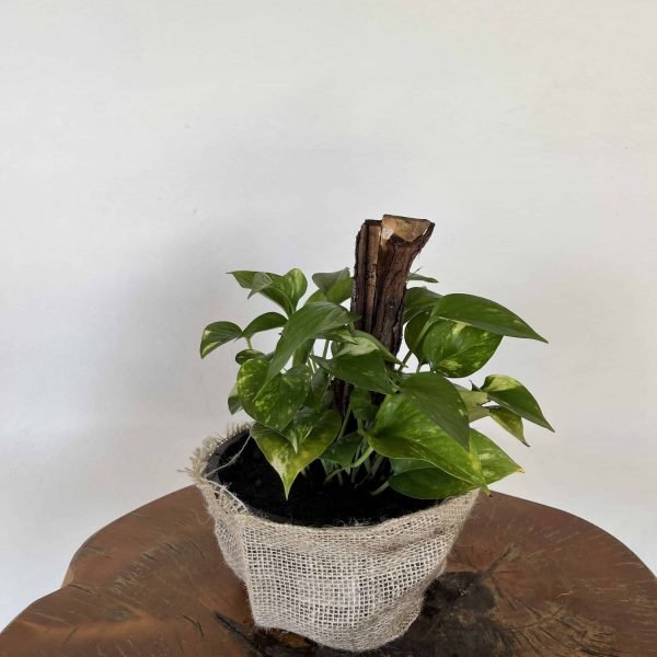 Jiboia Verde
