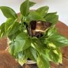 Jiboia Verde - Image 3