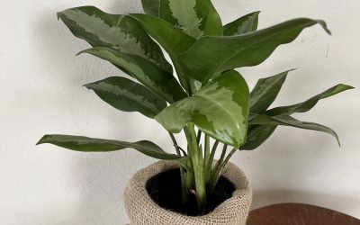 Aglaonema Café de Salão (Aglaonema commutatum)