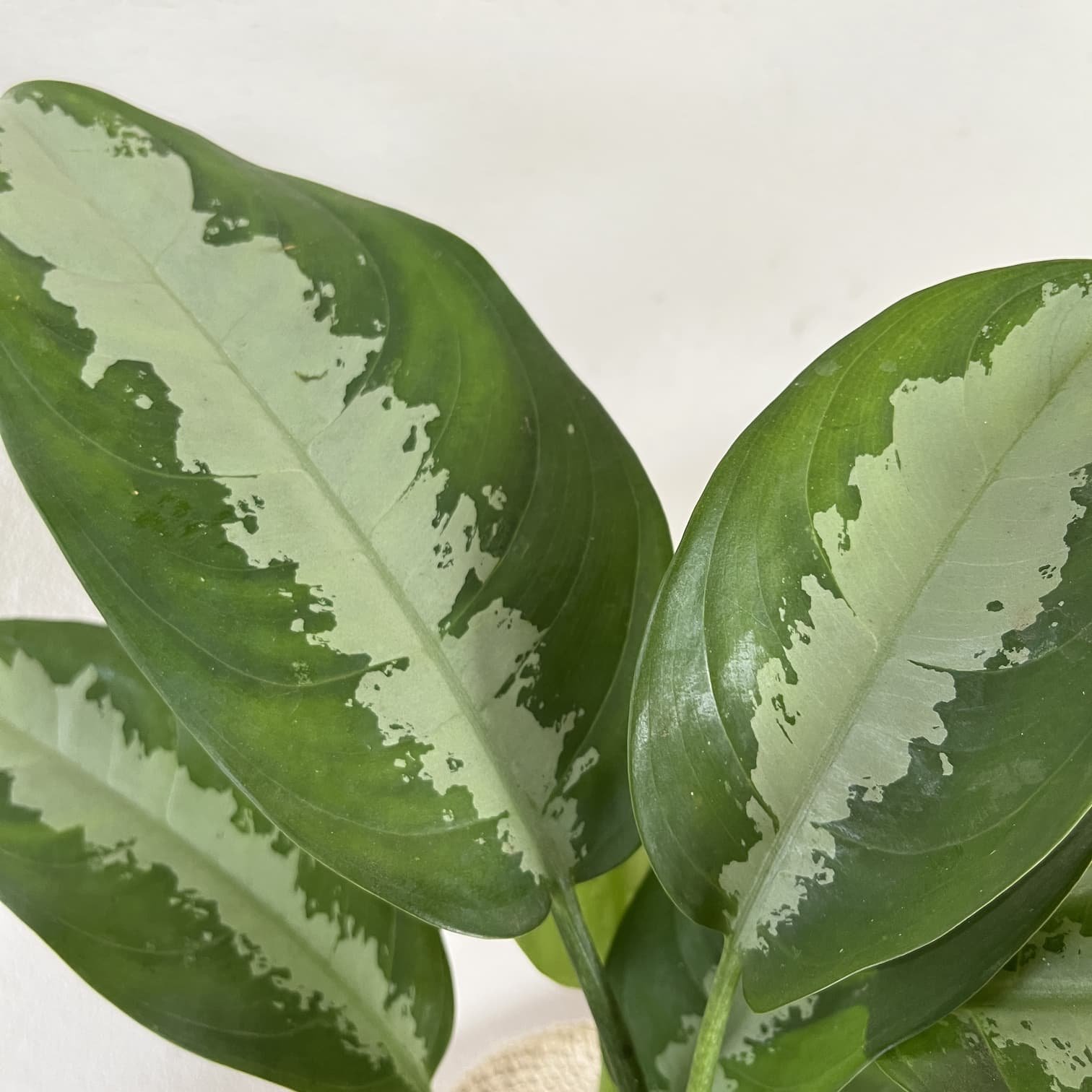 Café-de-salão (Aglaonema nitidum 'Silver Queen') - PictureThis