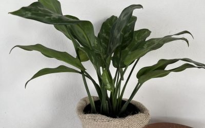 Aglaonema Prata (Aglaonema commutatum)