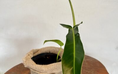 Filodendro Jerry Horne (Philodendron ‘Jerry Horne’)