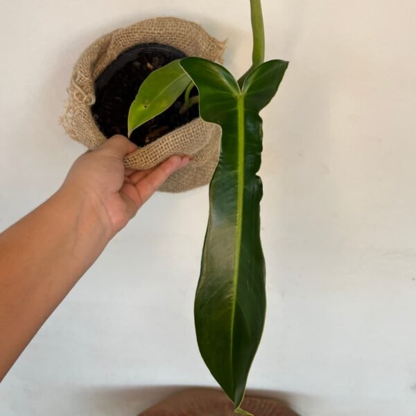 Filodendro Jerry Horne (Philodendron 'Jerry Horne') - Imagem 2