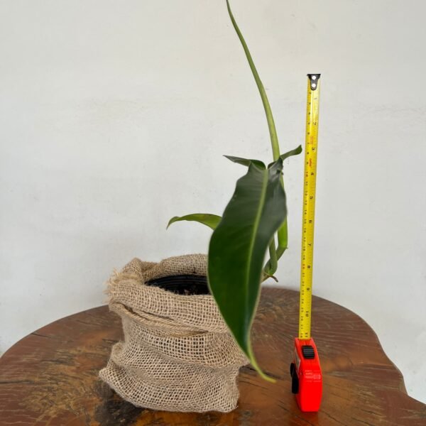 Filodendro Jerry Horne (Philodendron 'Jerry Horne') - Imagem 4