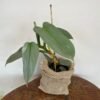 Filodendro Hastatum 'Silver Sword'