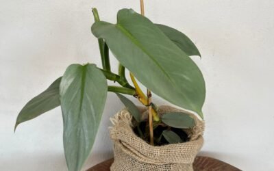 Filodendro Hastatum ‘Silver Sword’ (Philodendron hastatum ‘Silver Sword’ )