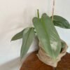 Filodendro Hastatum 'Silver Sword' - Imagem 2