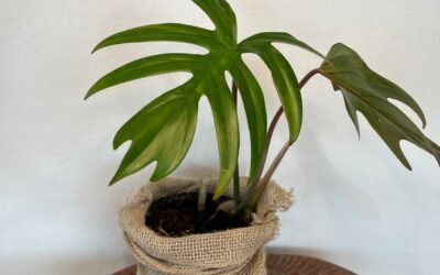 Filodendro Mayoi (Philodendron mayoi)