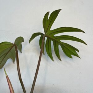 Plantas Raras