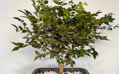 Bonsai de Jabuticaba