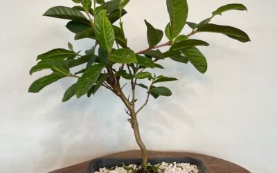 Bonsai de Goiaba