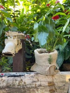 Plantas Nativas