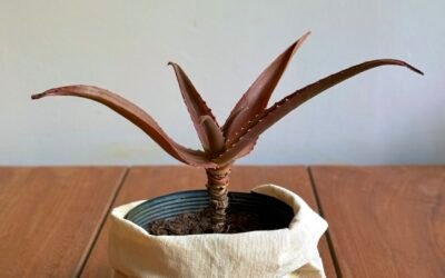 Aloe Vaombe (Aloe vaombe)