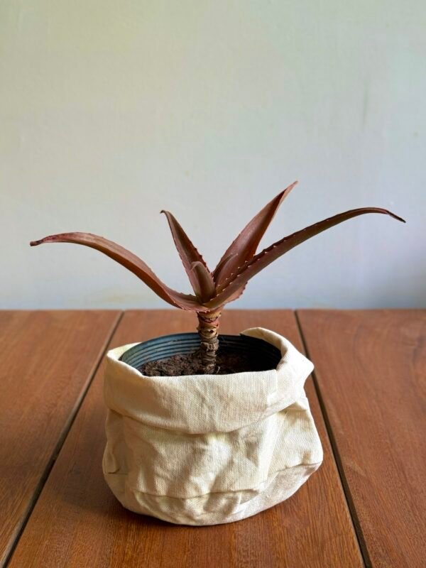 Aloe Vaombe (Aloe vaombe)