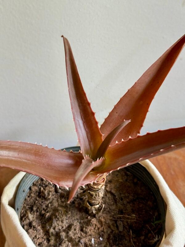 Aloe Vaombe (Aloe vaombe) - Imagem 3