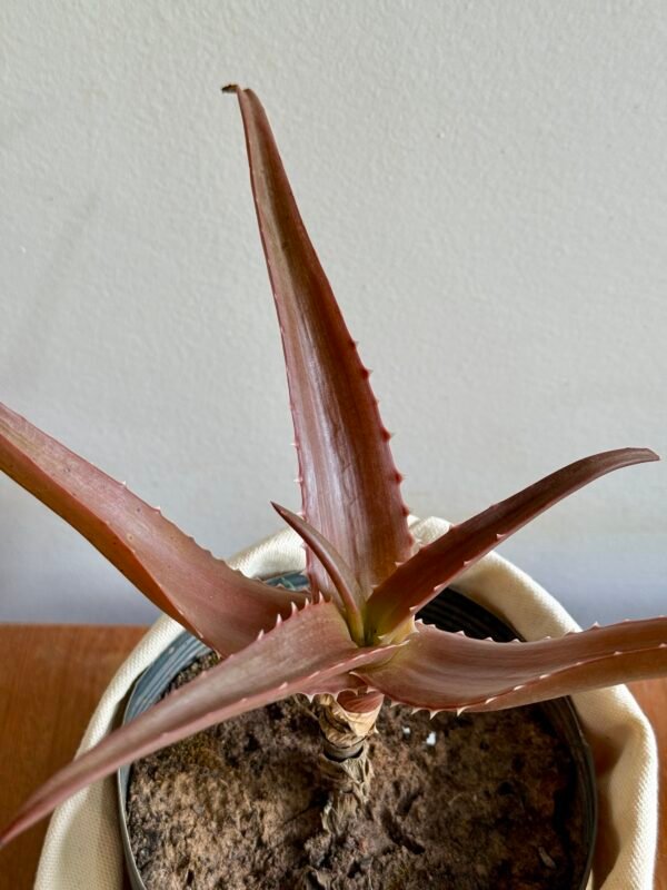 Aloe Vaombe (Aloe vaombe) - Imagem 2