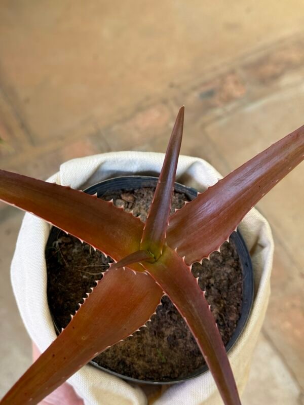 Aloe Vaombe (Aloe vaombe) - Imagem 4