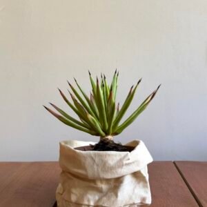 Agave Sp Híbrida