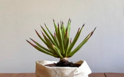 Agave Sp Híbrida