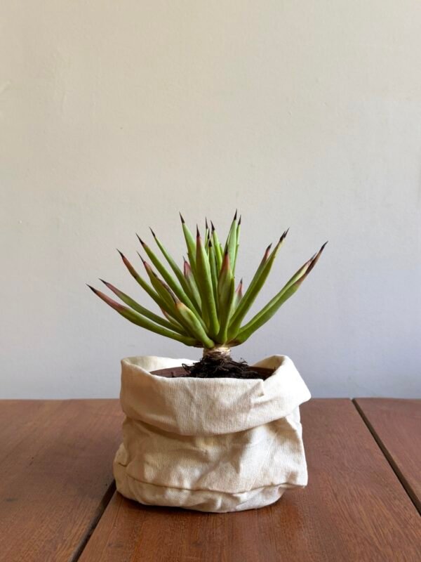 Agave Sp Híbrida