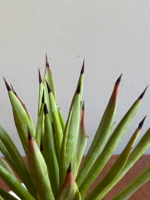 Agave Sp Híbrida - Imagem 2