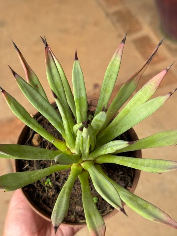 Agave Sp Híbrida - Imagem 3