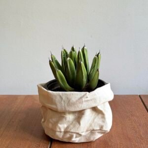 Agave Rainha Victoria (Agave victoria-reginae)