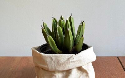 Agave Rainha Victoria (Agave victoria-reginae)