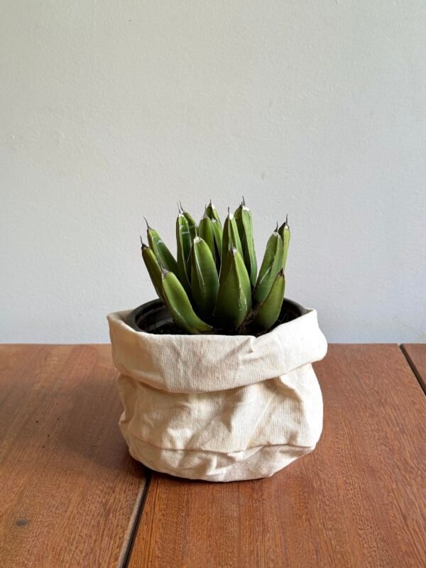 Agave Rainha Victoria (Agave victoria-reginae)