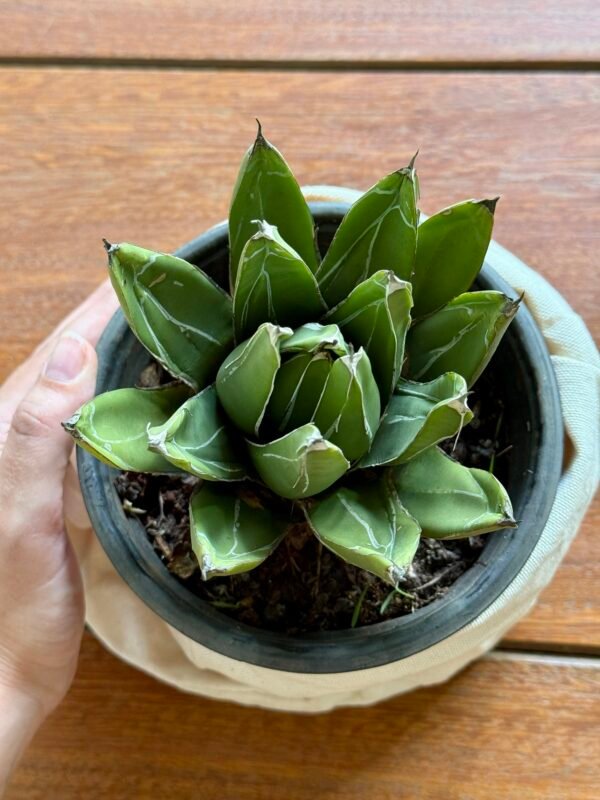 Agave Rainha Victoria (Agave victoria-reginae) - Imagem 3