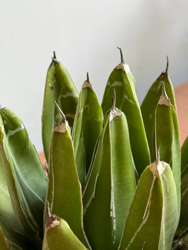 Agave Rainha Victoria (Agave victoria-reginae) - Imagem 2